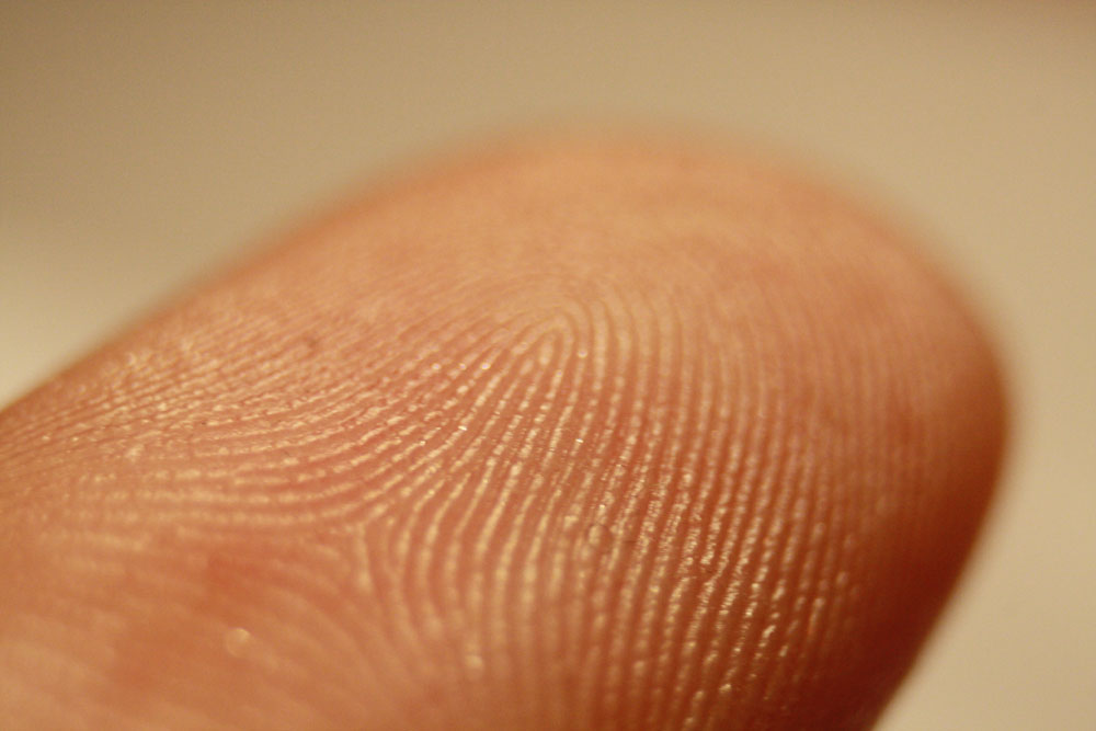 fingerprint_detail_on_male_wikipedia